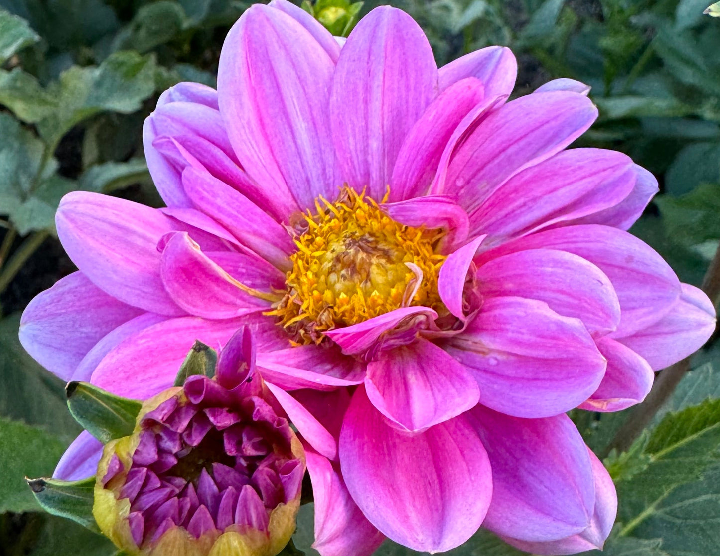 Pink Daisy Dahlia