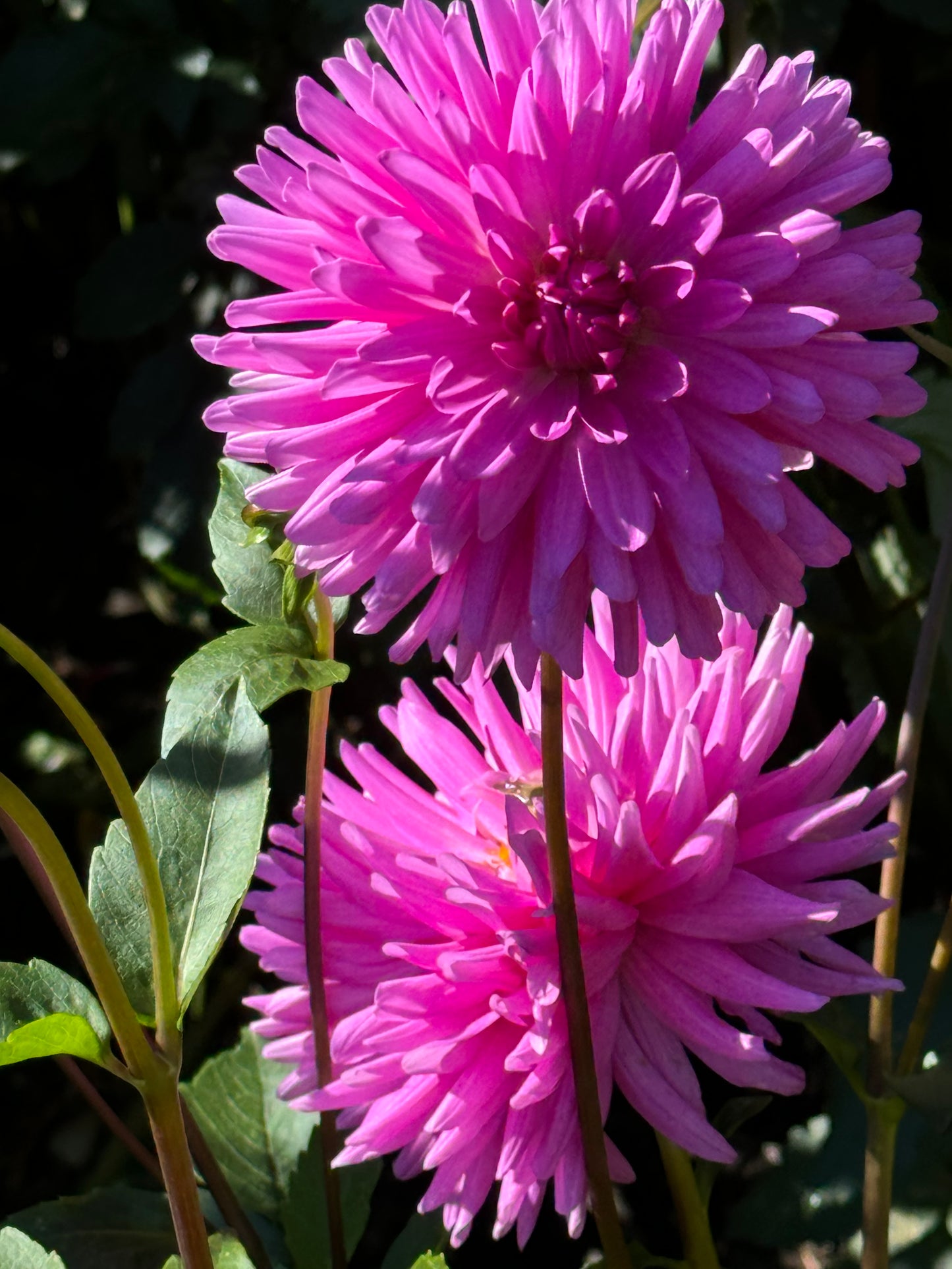 Elga Dahlia