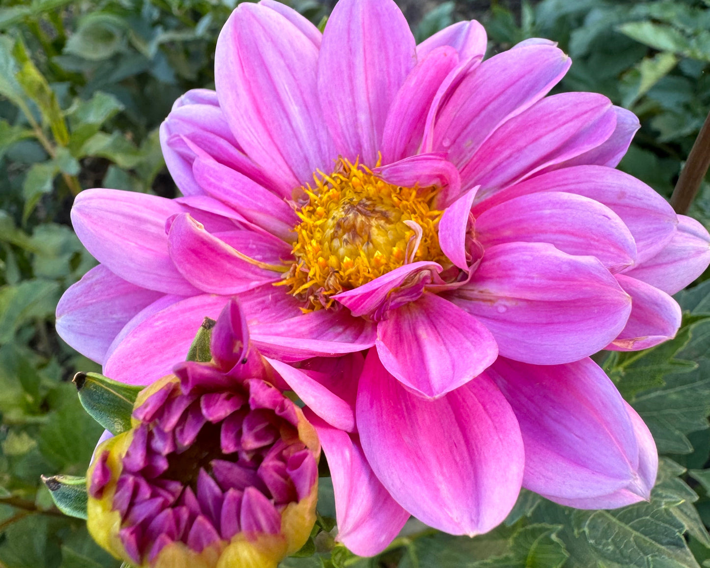 Pink Daisy Dahlia