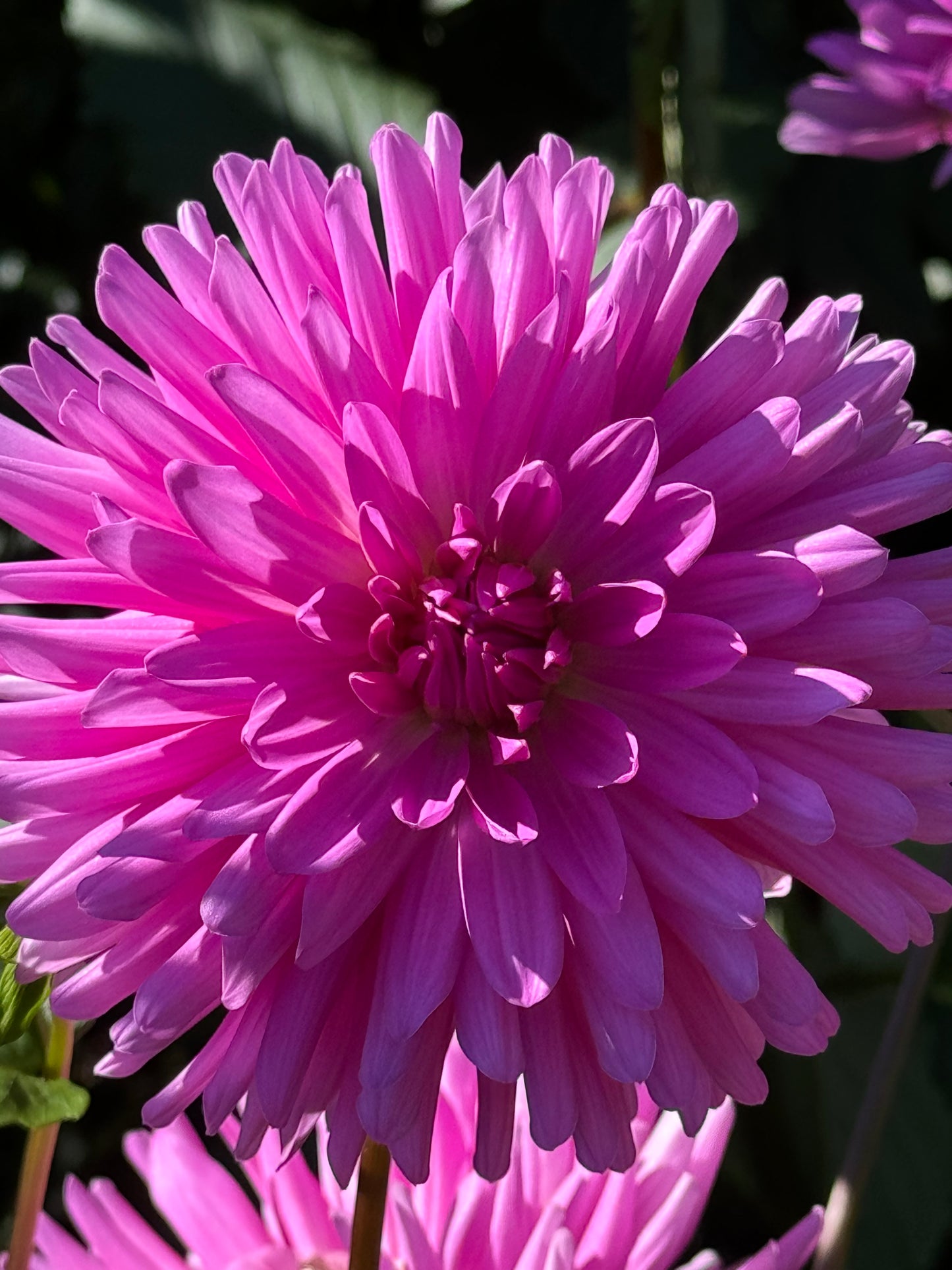 Elga Dahlia