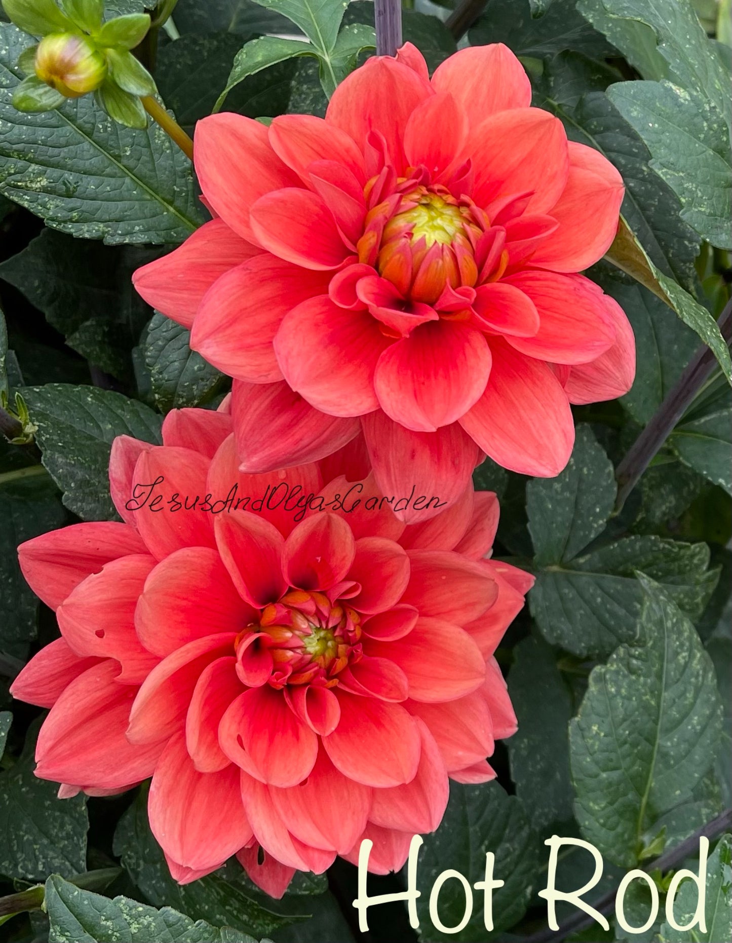 Hot Rod Dahlia