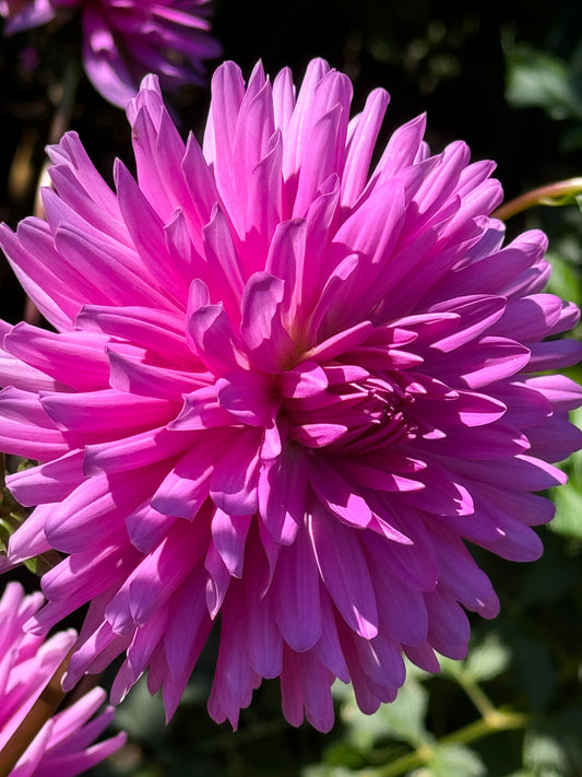 Elga Dahlia