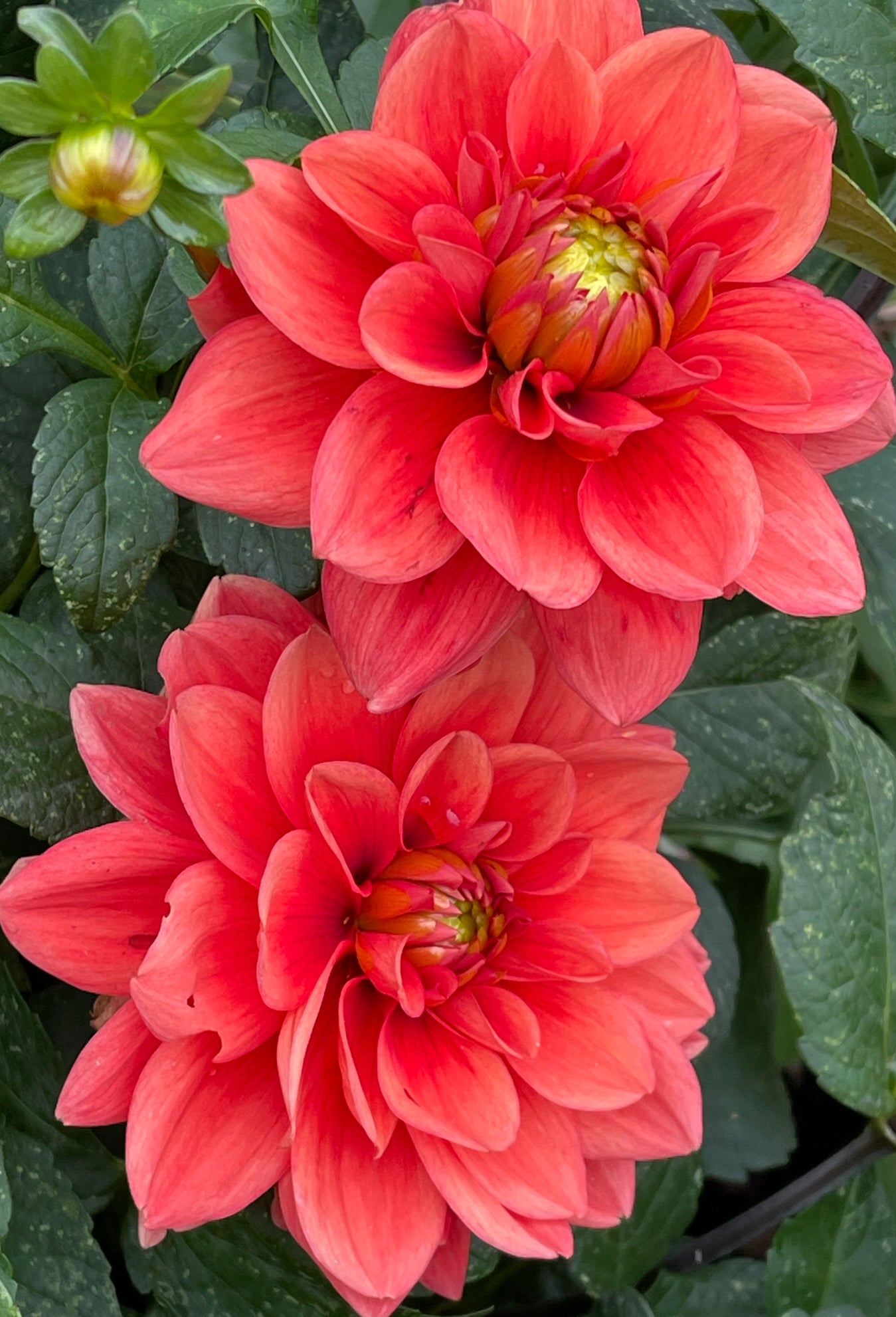 Hot Rod Dahlia