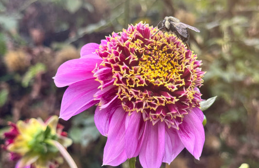 Fenna Baaij Dahlia