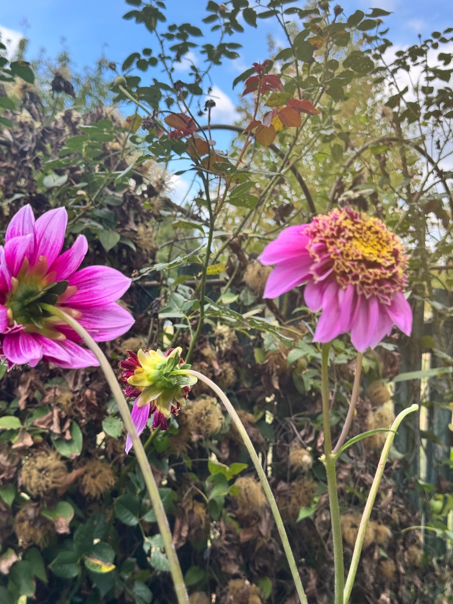 Fenna Baaij Dahlia