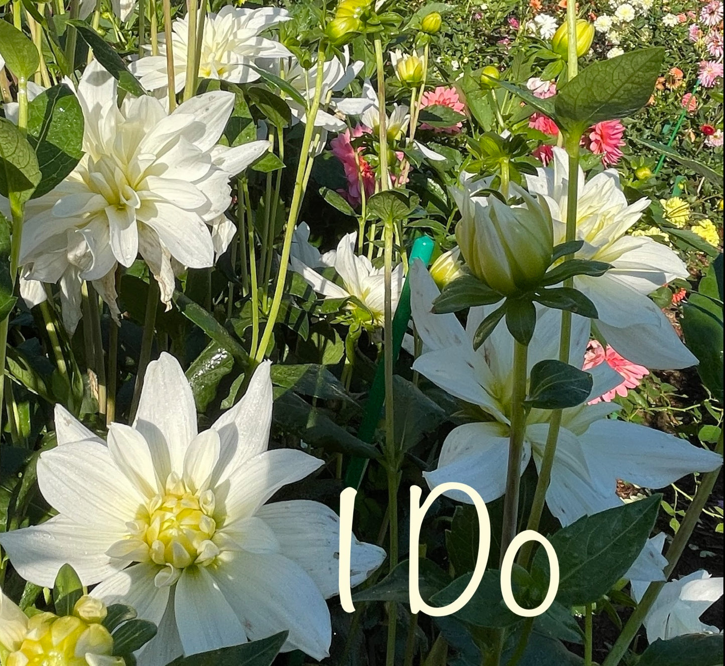 I Do Dahlia