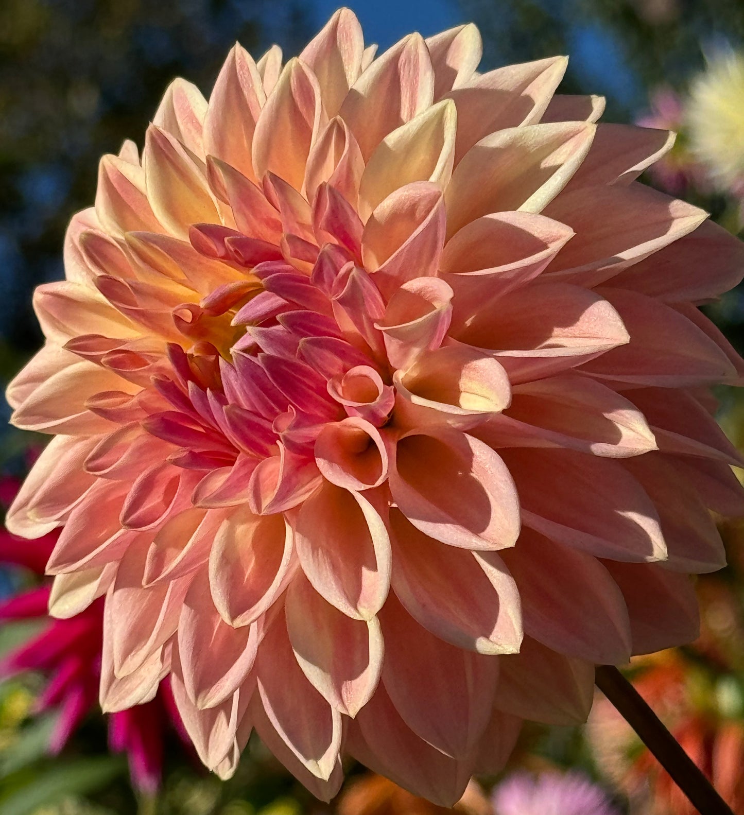 Bloomquist Alan Dahlia