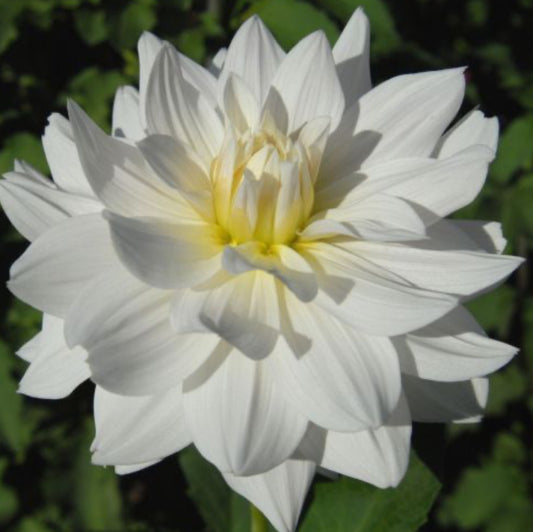 I Do Dahlia