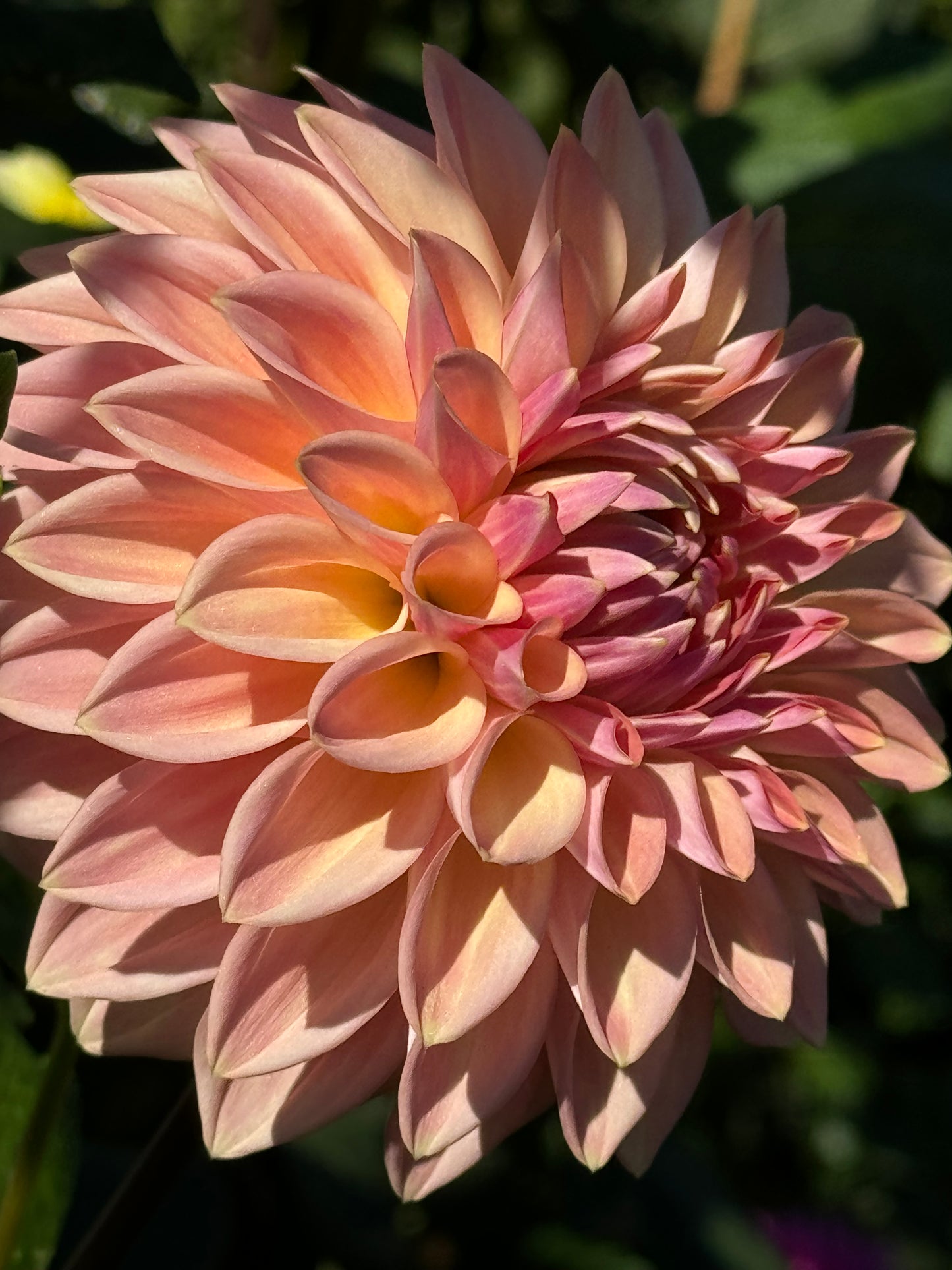 Bloomquist Alan Dahlia