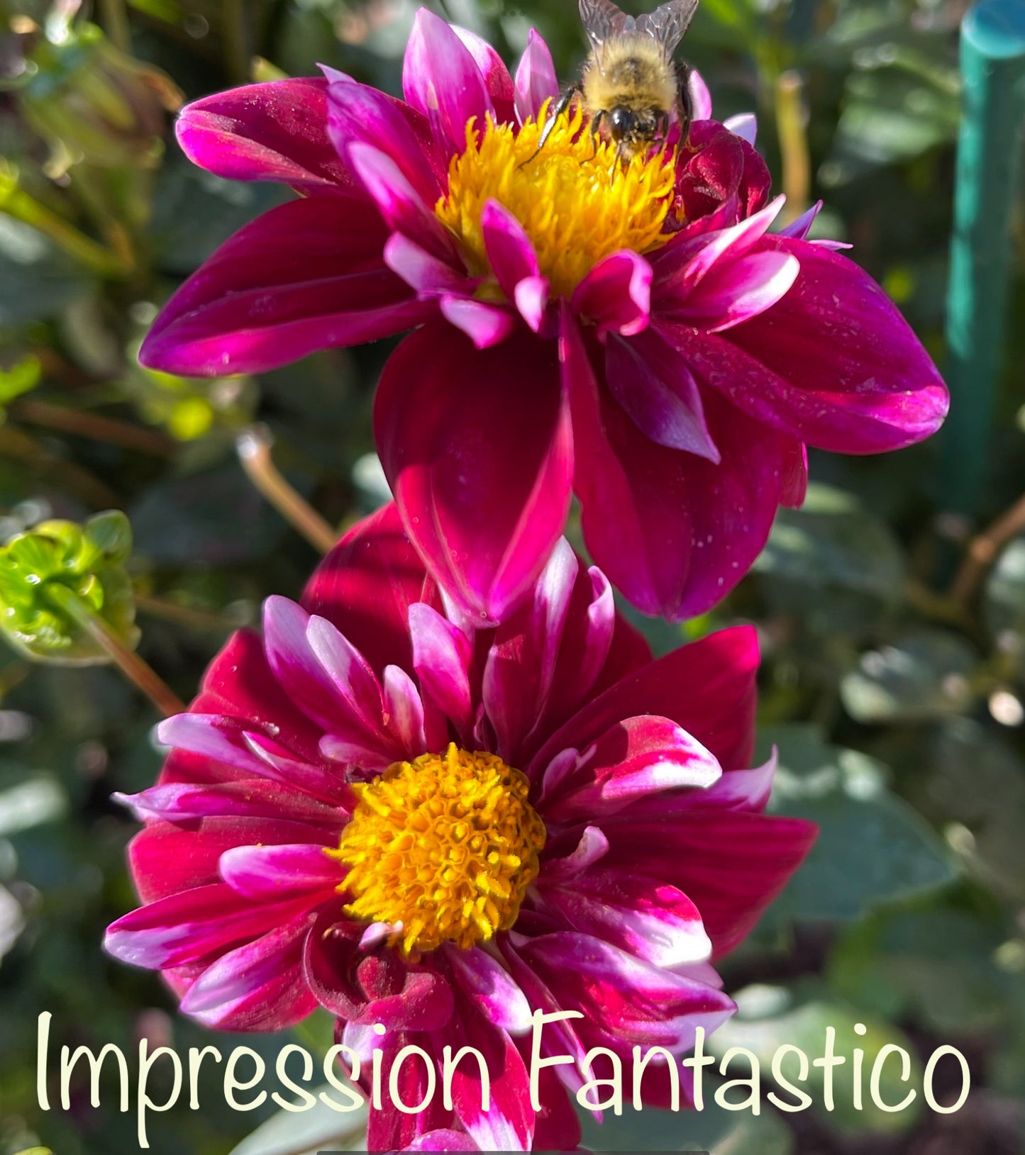 Impression Fantastico Dahlia