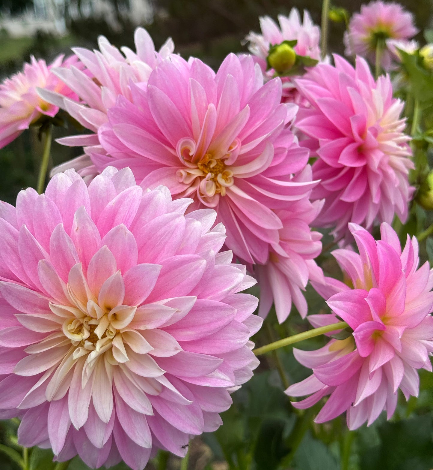 Alloway Candy Dahlia