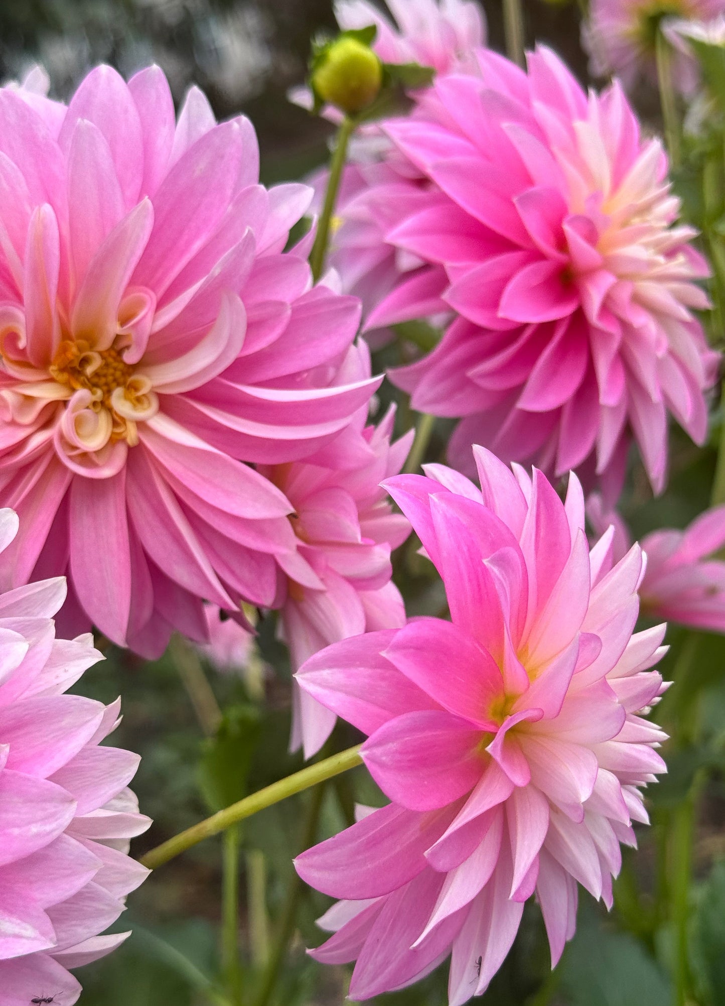 Alloway Candy Dahlia