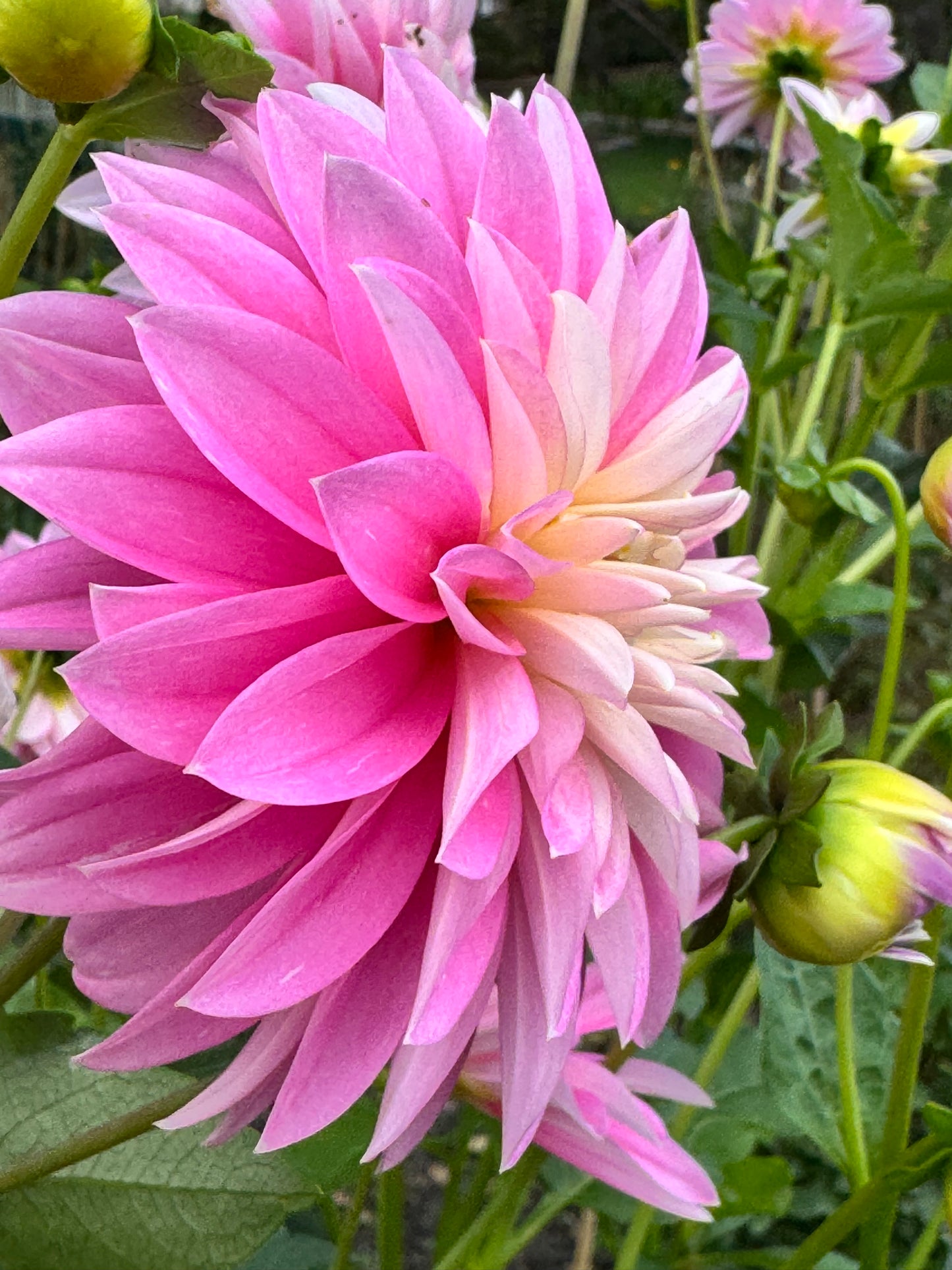 Alloway Candy Dahlia