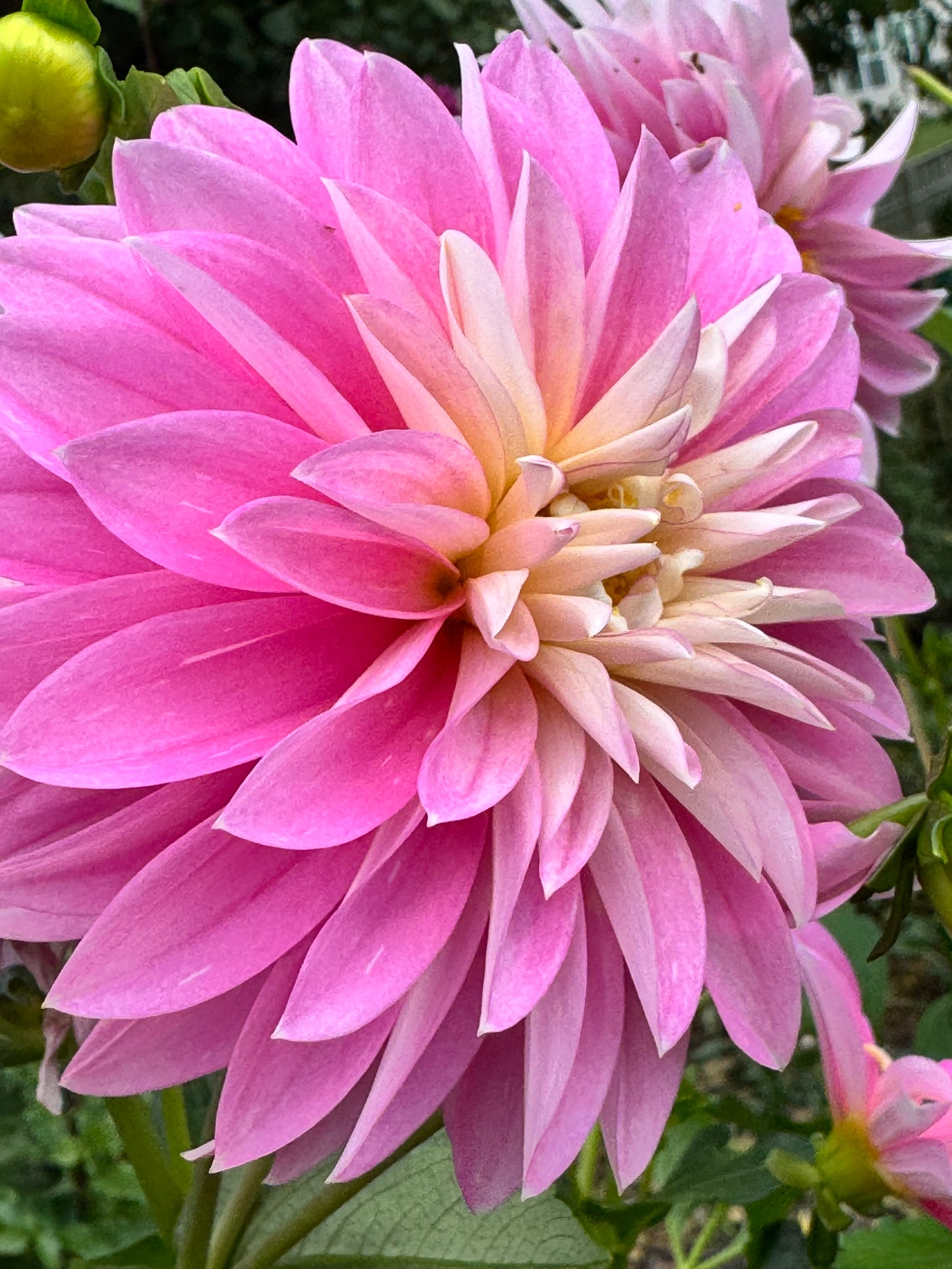 Alloway Candy Dahlia