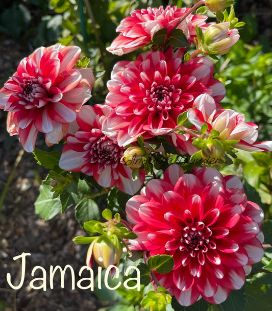 Jamaica Dahlia