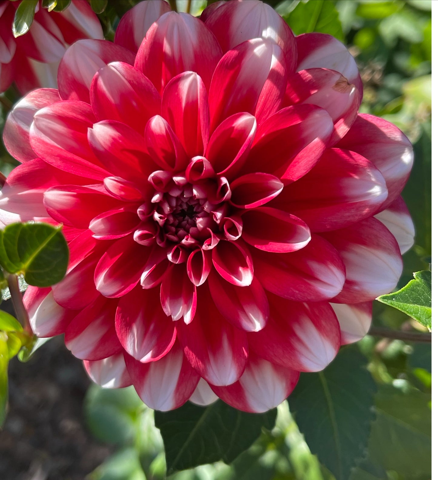 Jamaica Dahlia