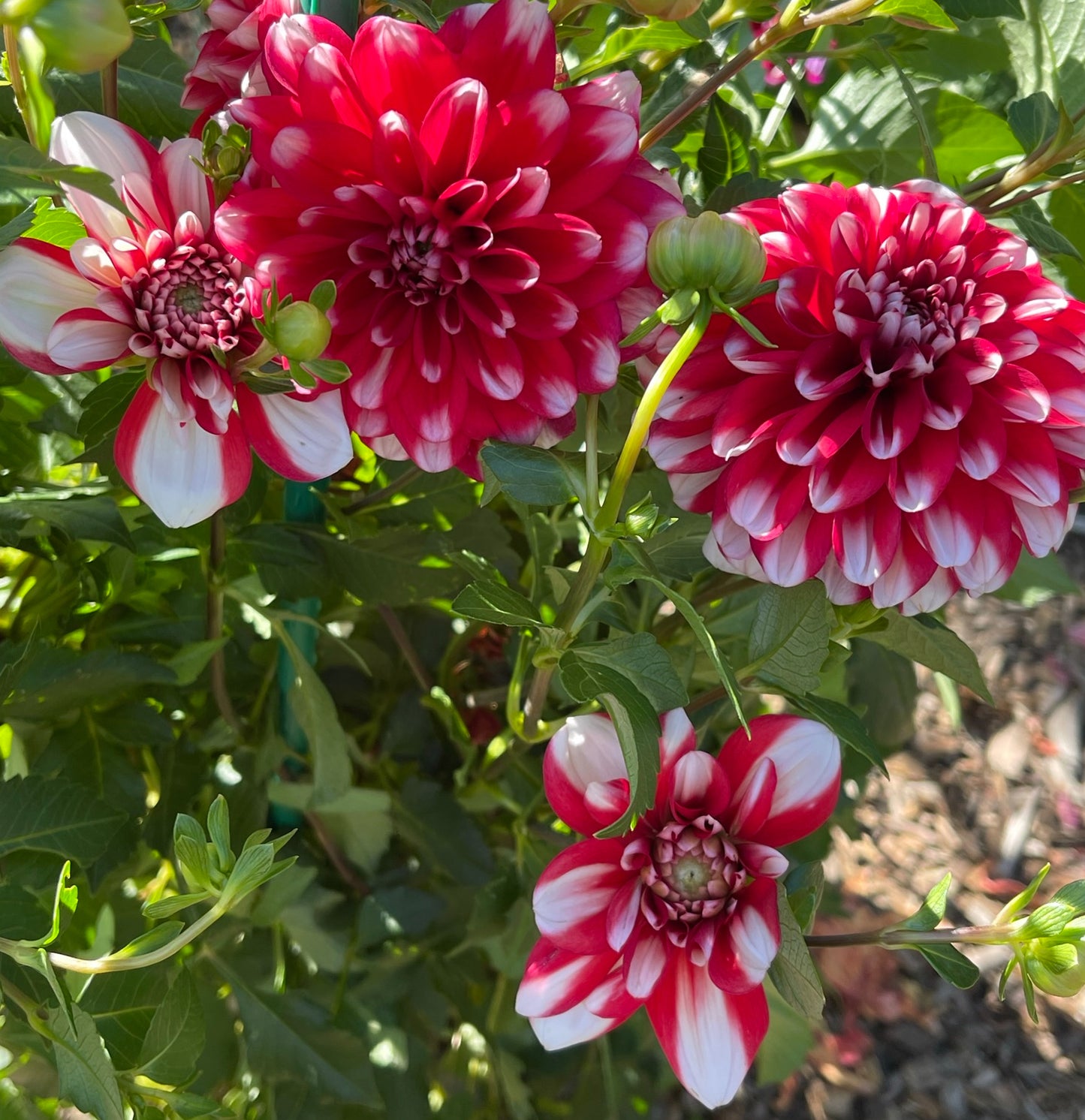 Jamaica Dahlia