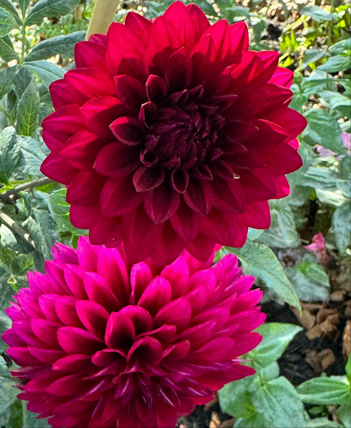 Hello Dahlia