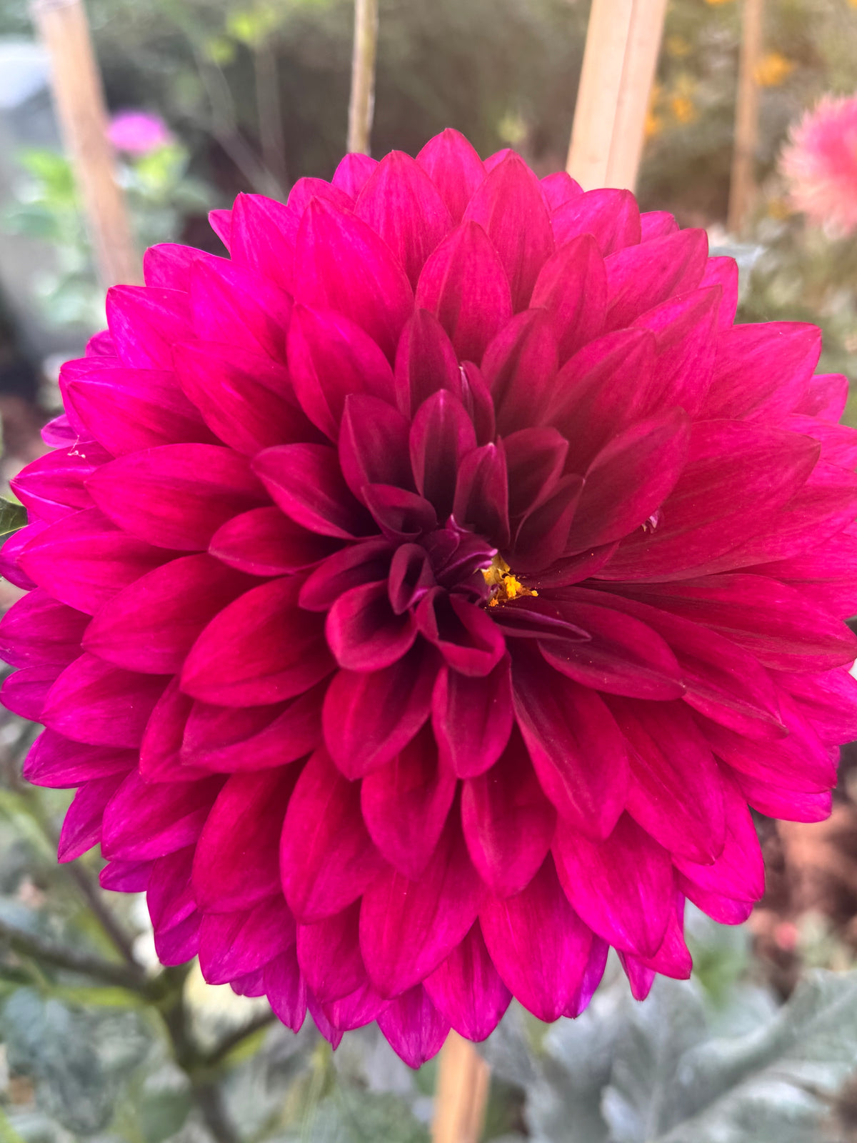 Hello Dahlia