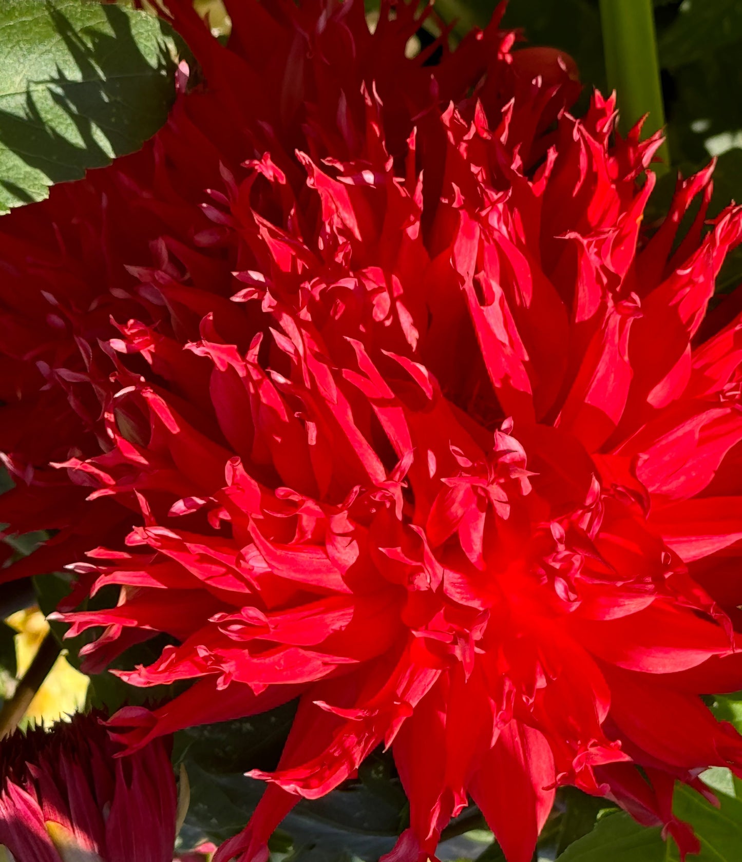 Bloomquist Fury Dahlia