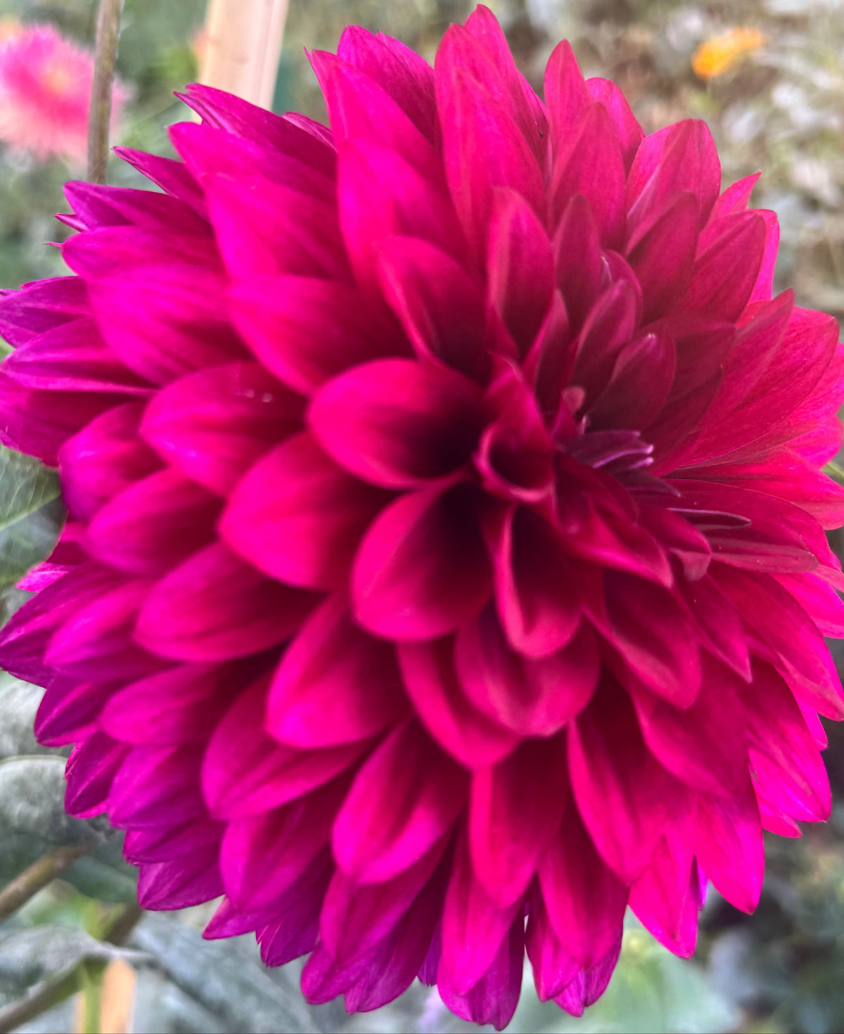 Hello Dahlia