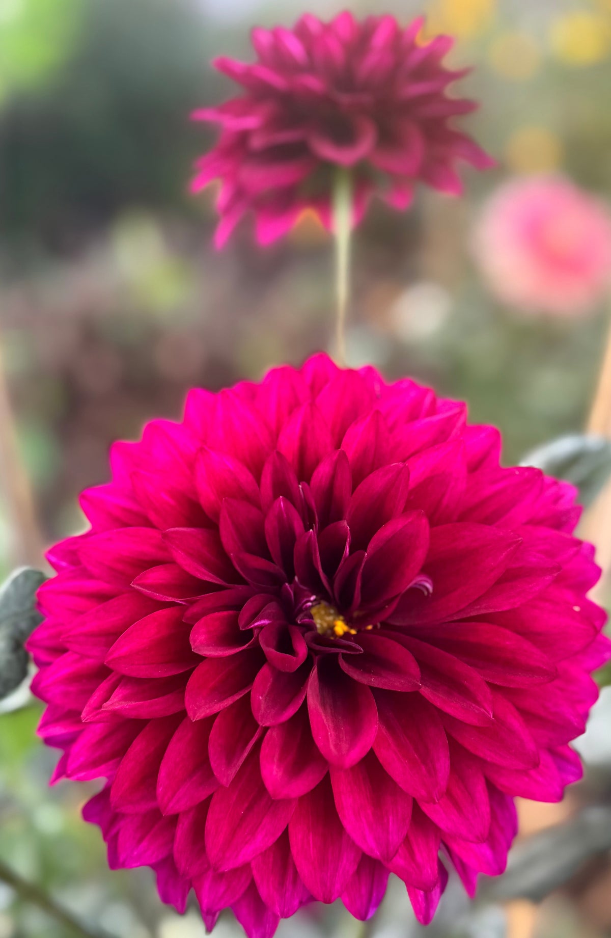 Hello Dahlia