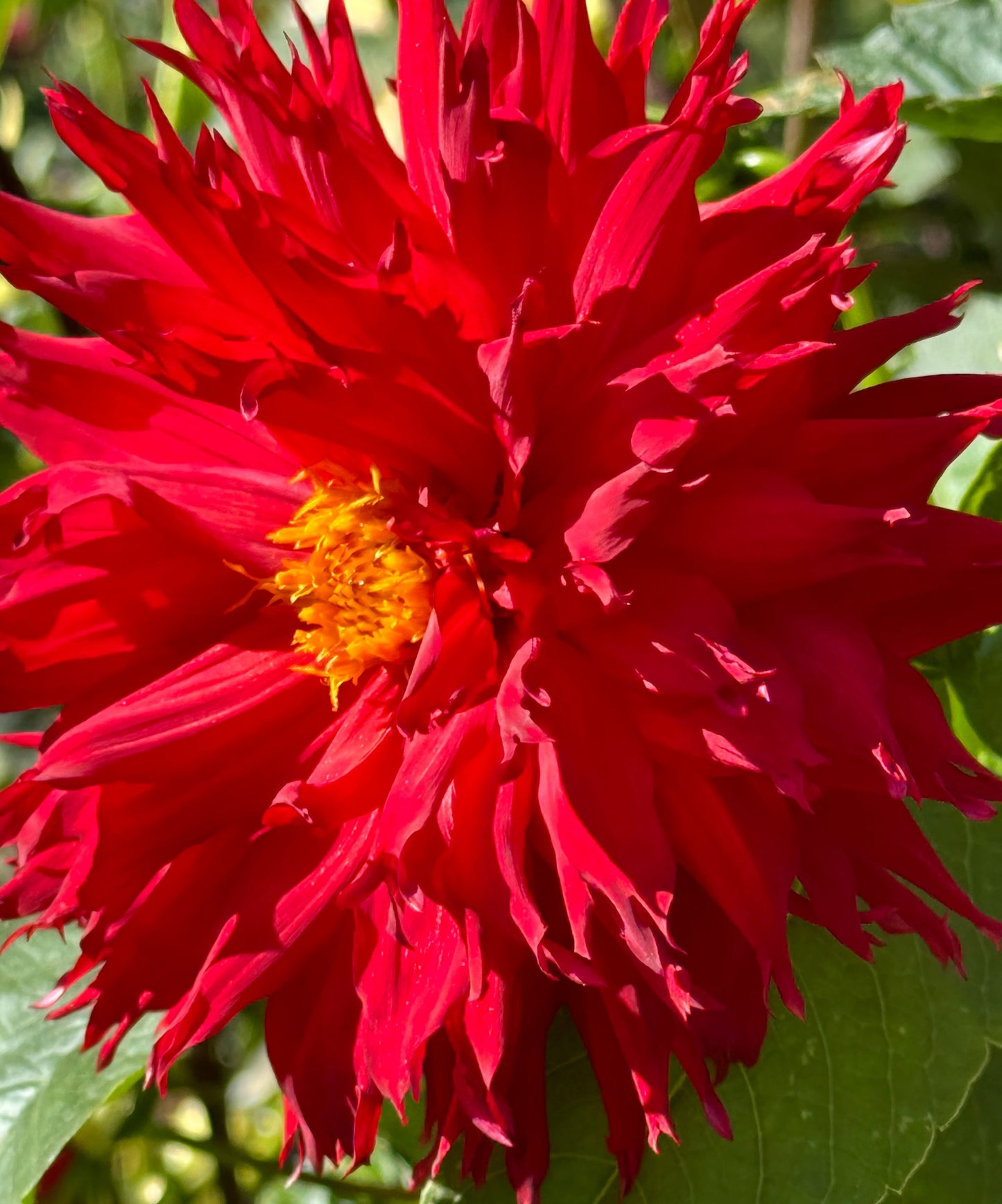 Bloomquist Fury Dahlia