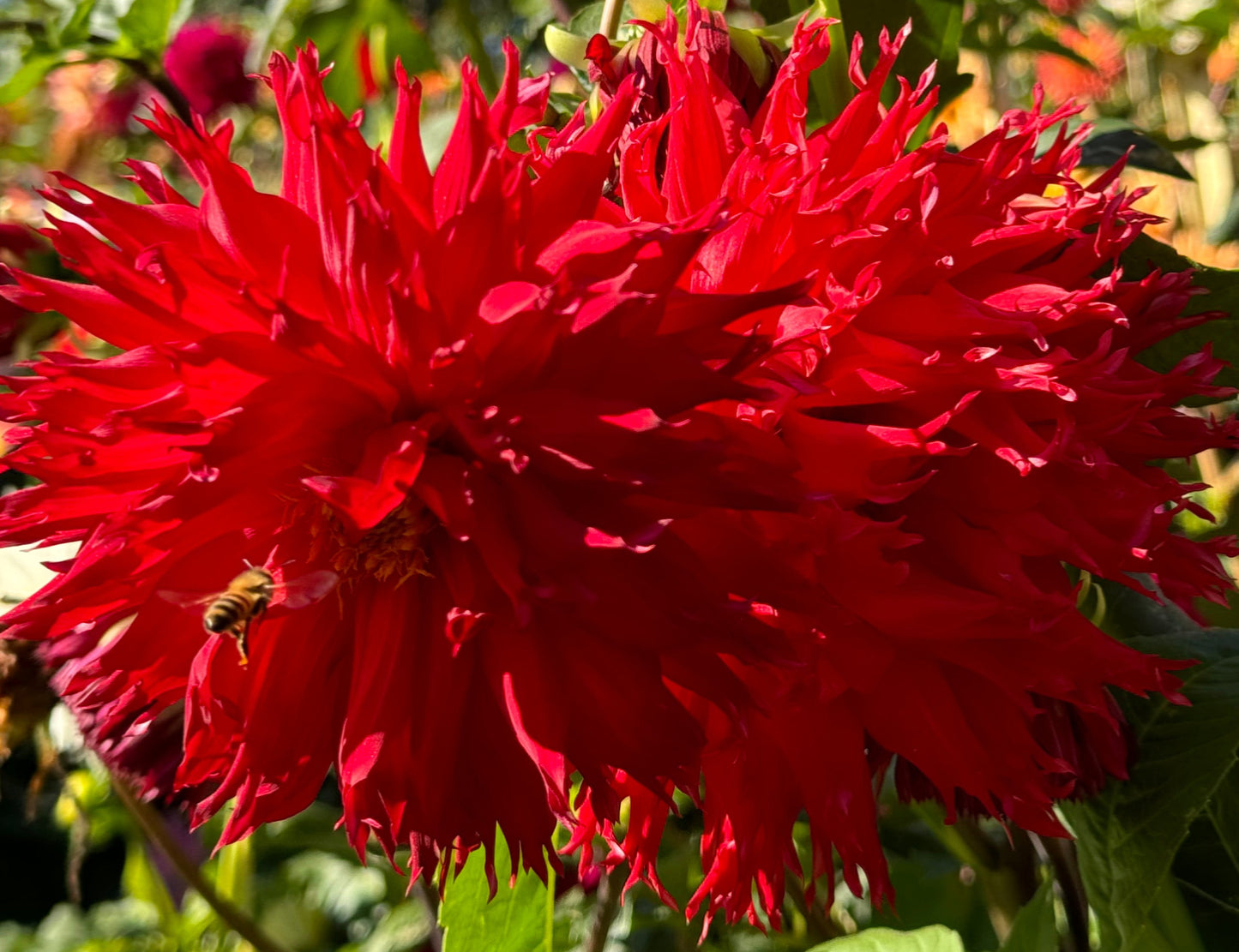 Bloomquist Fury Dahlia