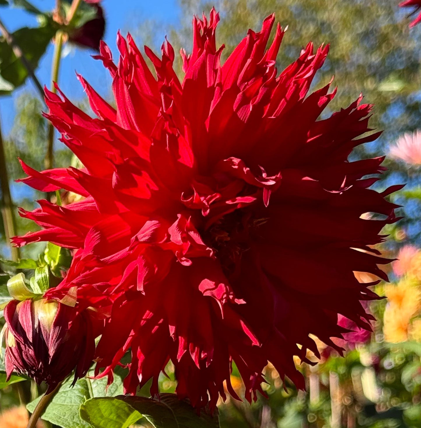 Bloomquist Fury Dahlia