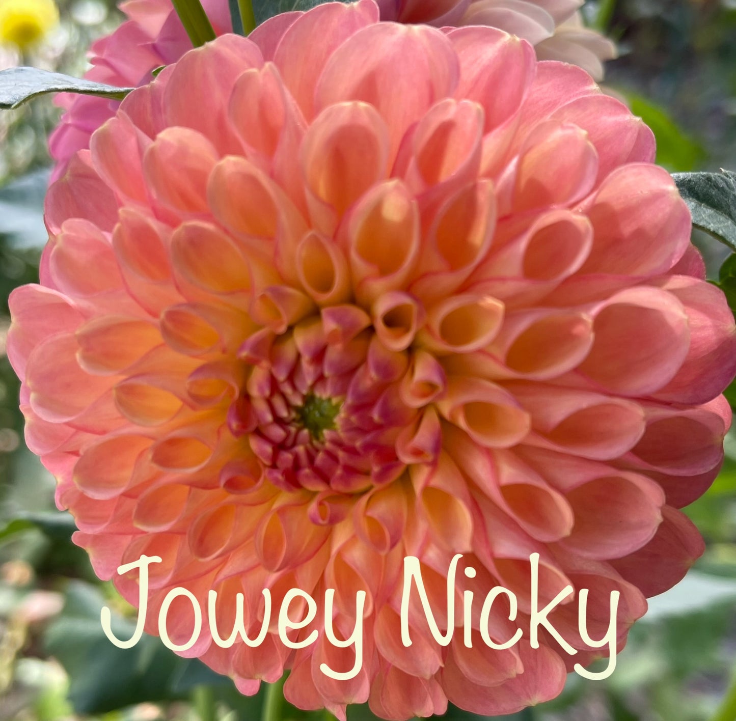 Jowey Nicky Dahlia