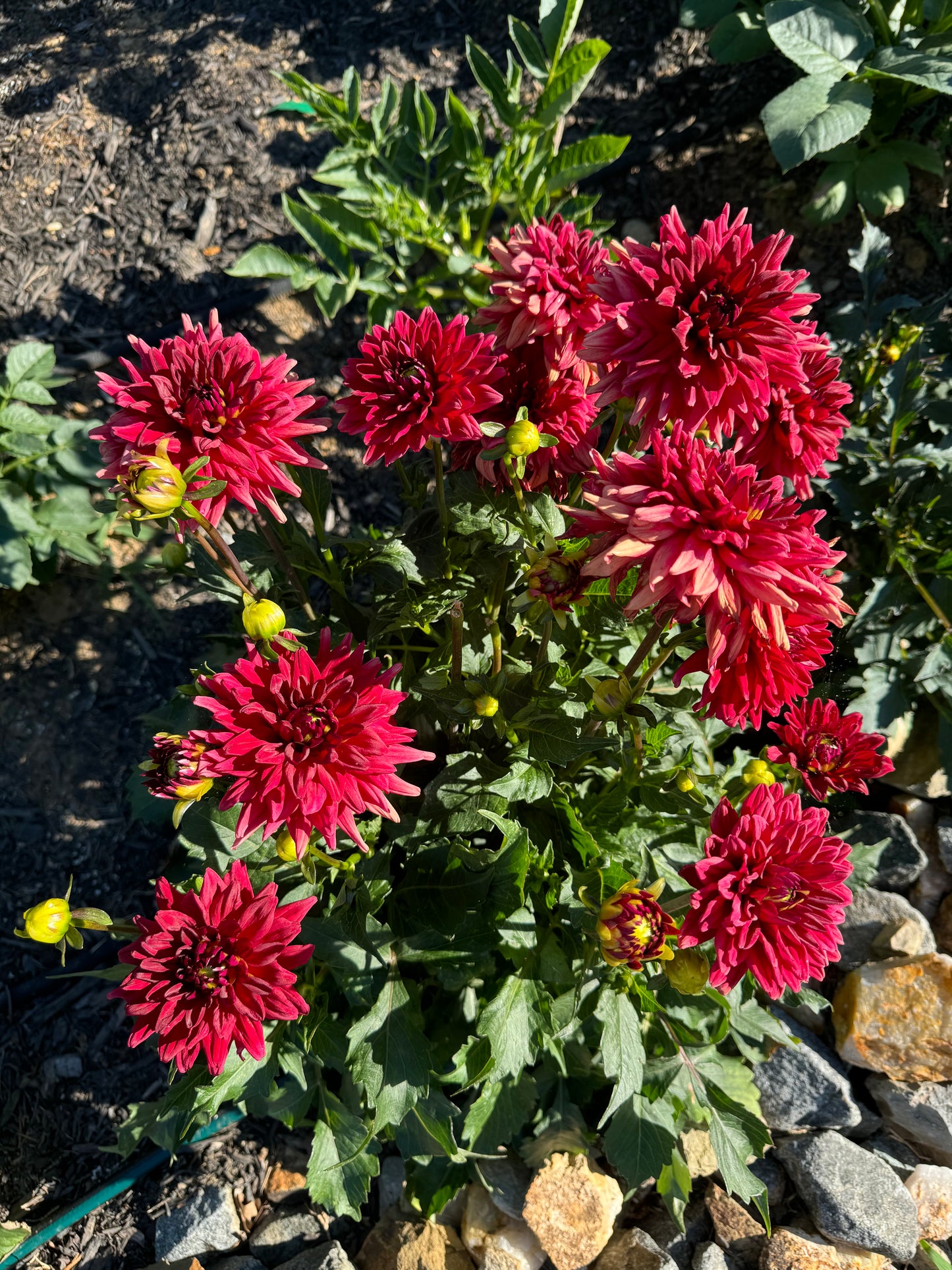 Matilda Huston Dahlia