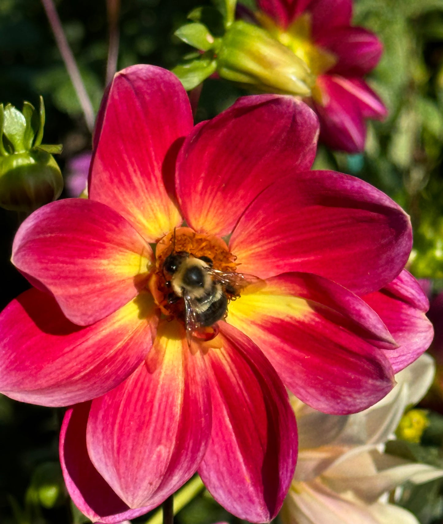 Happy Bee Dahlia