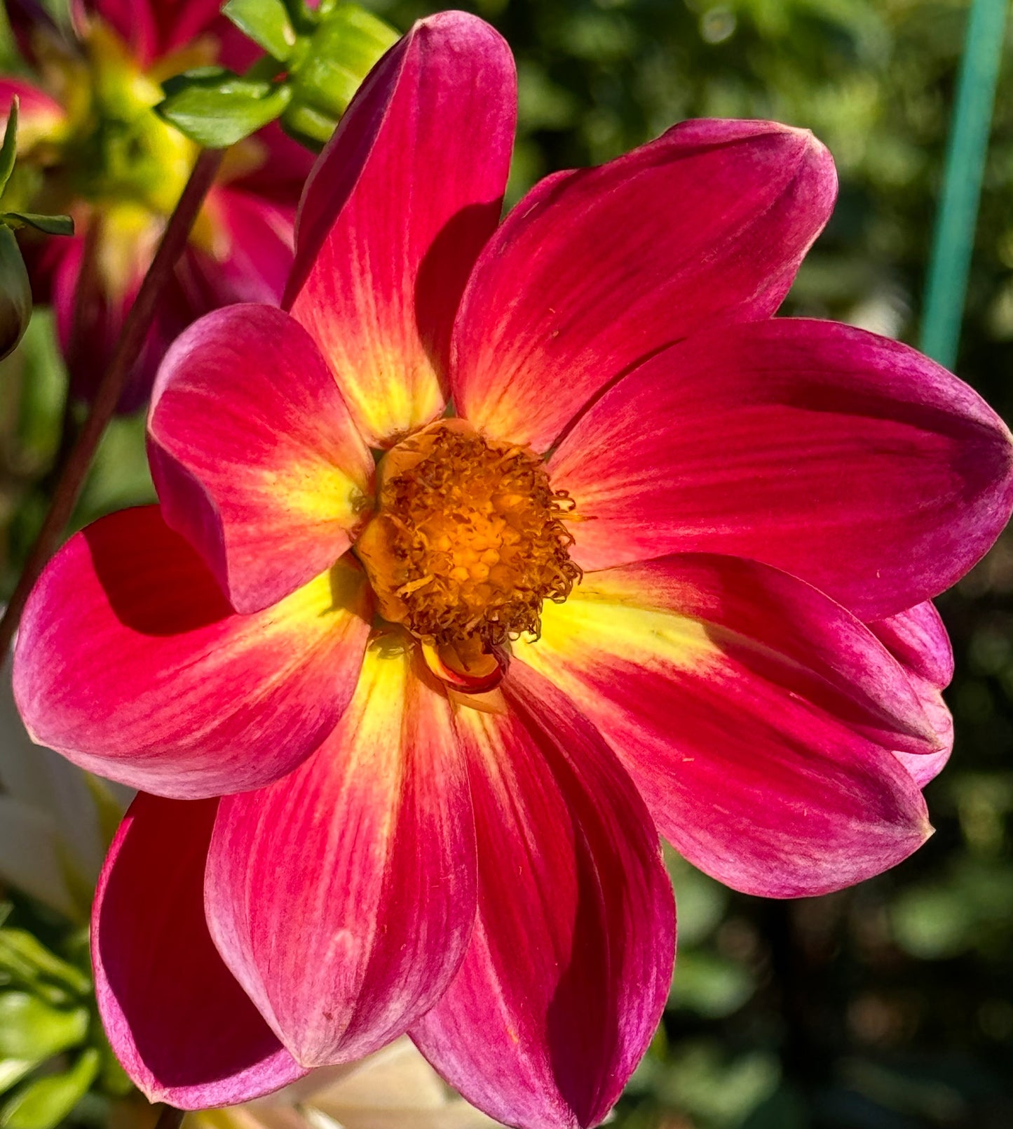 Happy Bee Dahlia