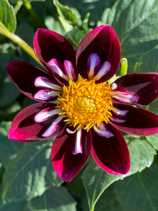 Bee-Yond Dahlia