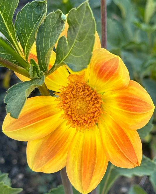 Julia’s Sunshine Dahlia