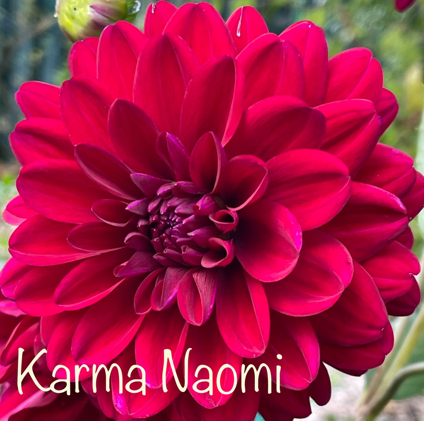 Karma Naomi Dahlia