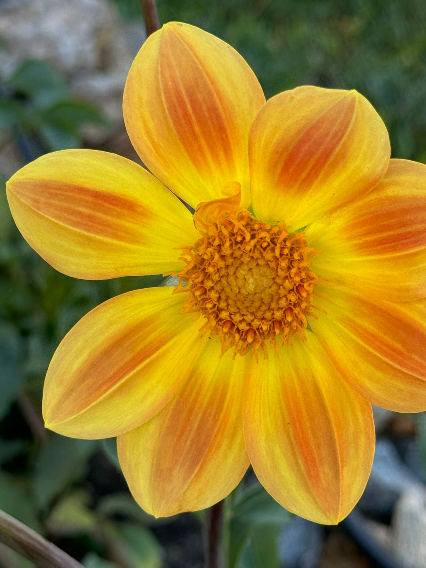 Julia’s Sunshine Dahlia