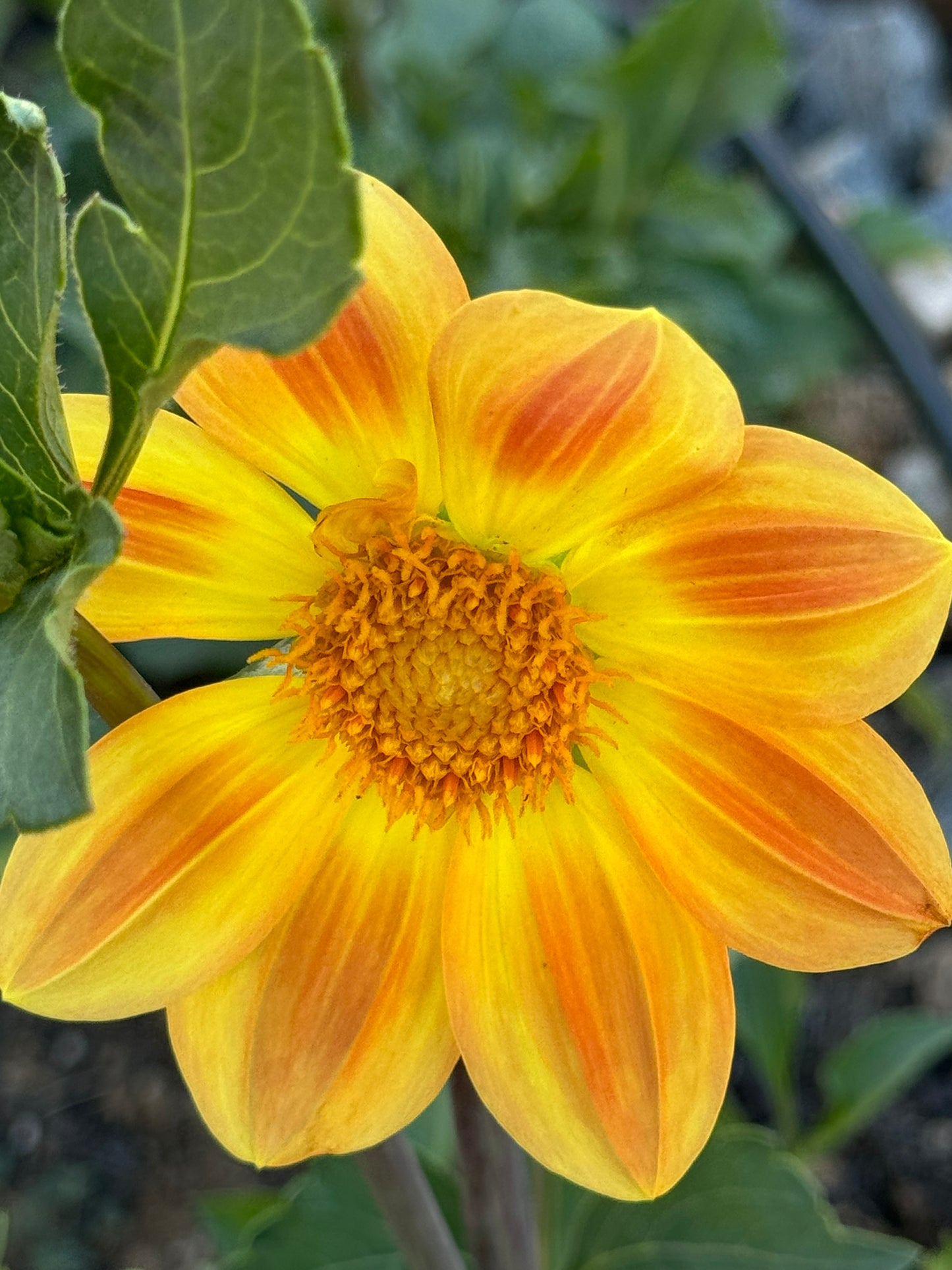 Julia’s Sunshine Dahlia