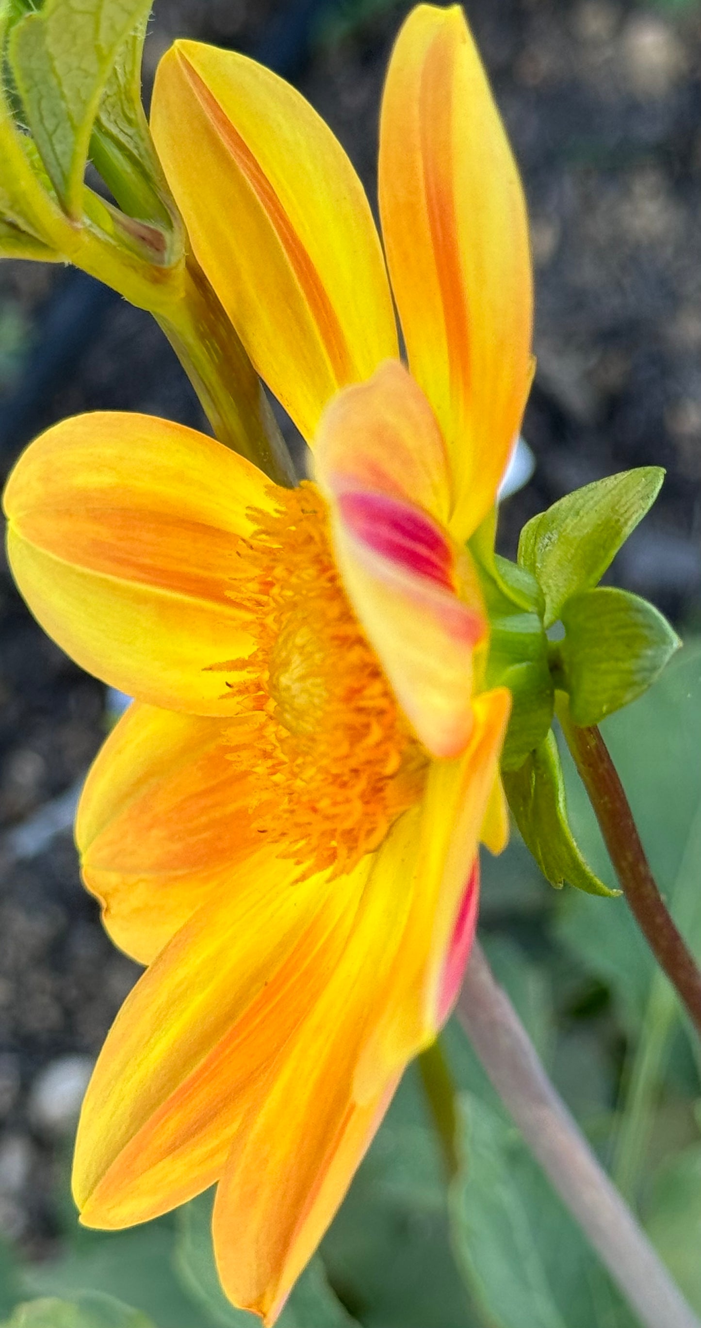 Julia’s Sunshine Dahlia