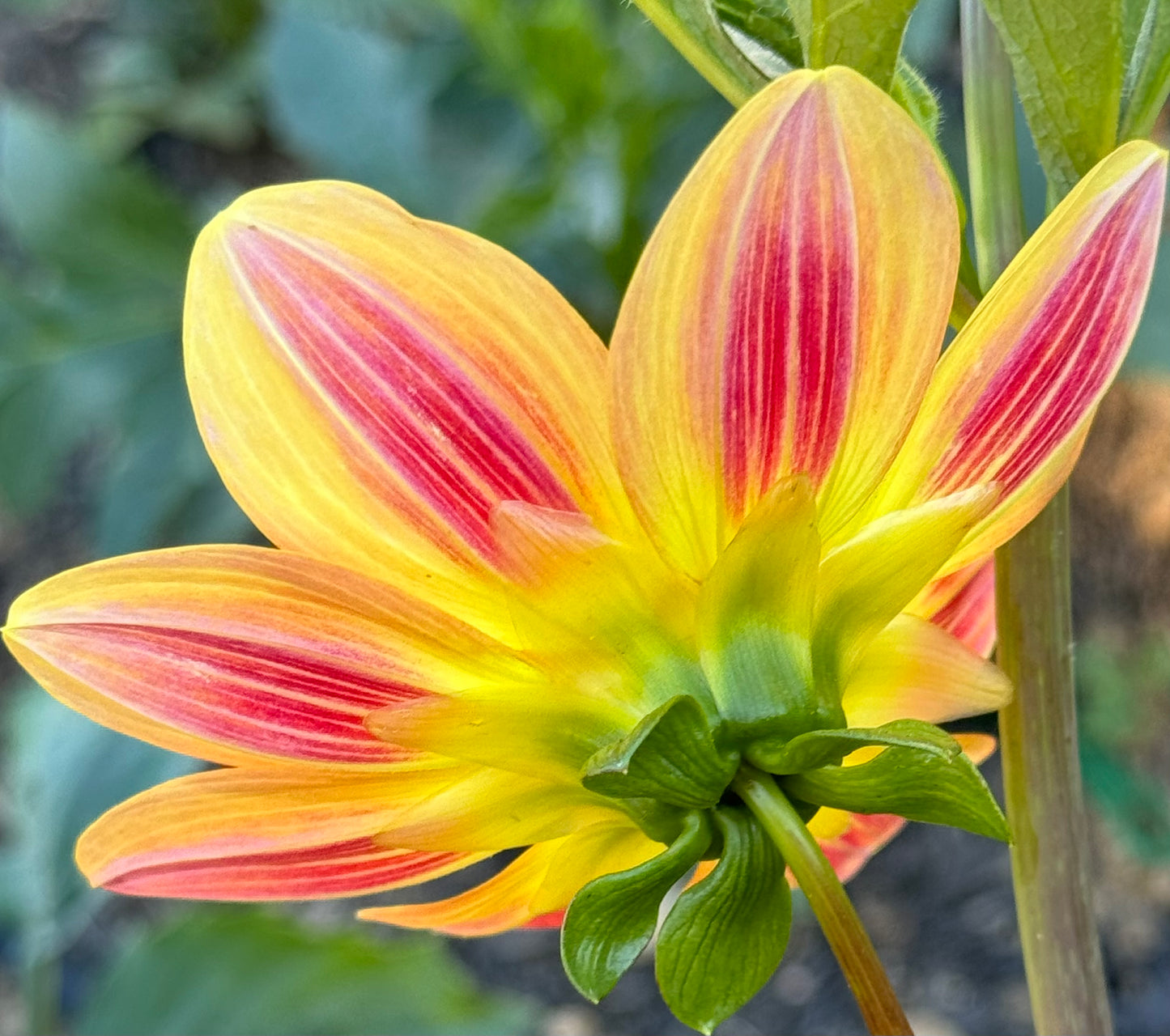 Julia’s Sunshine Dahlia