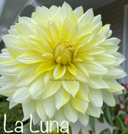 La Luna Dahlia