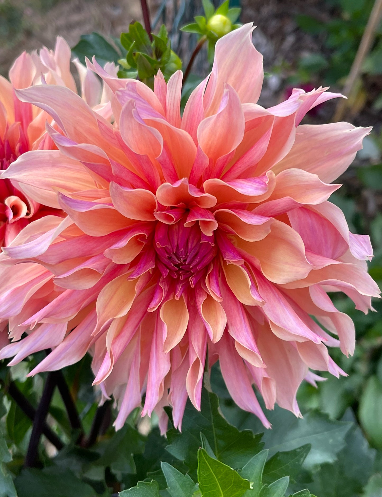 Labyrinth Dahlia