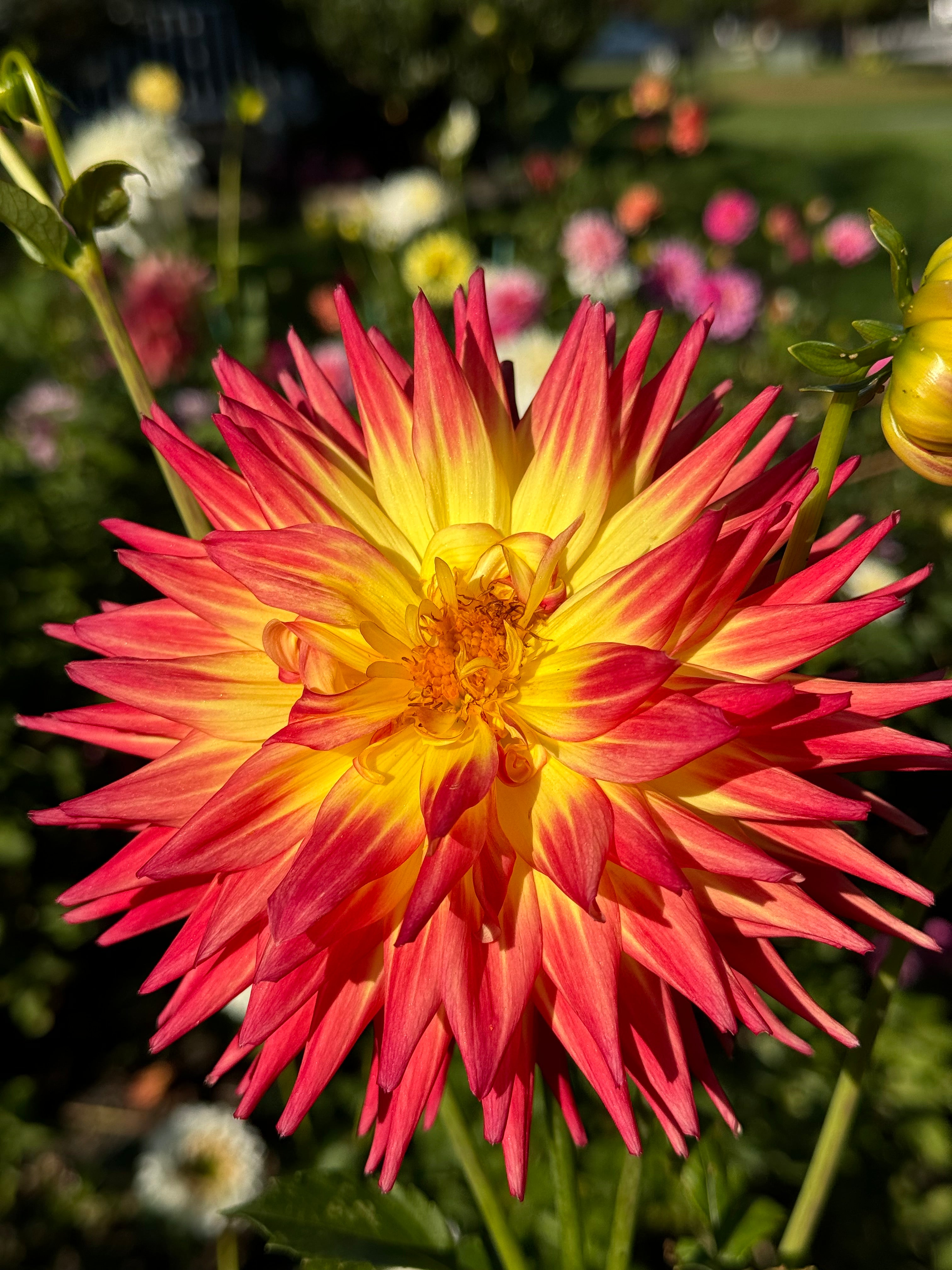 AC Abby Dahlia – Draginas Flowers LLC