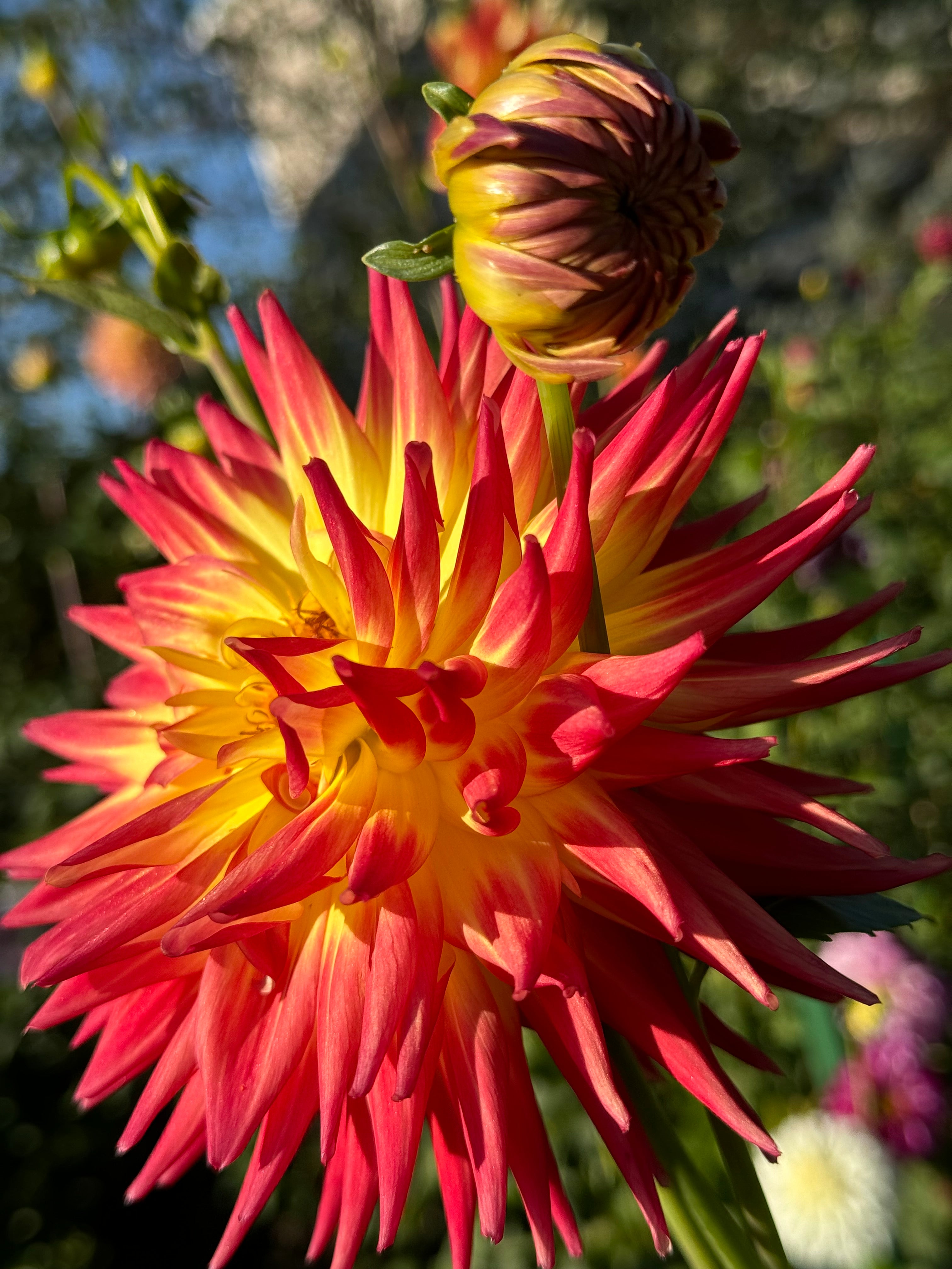 AC Abby Dahlia – Draginas Flowers LLC