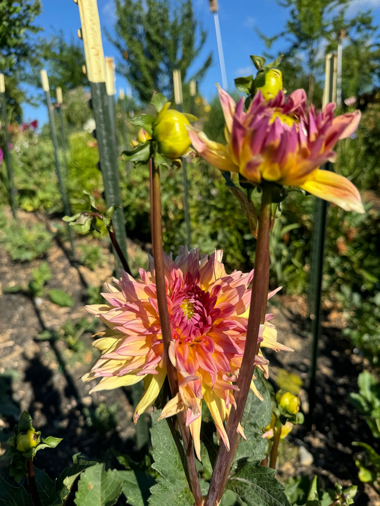 Bloomquist Paxton P Dahlia