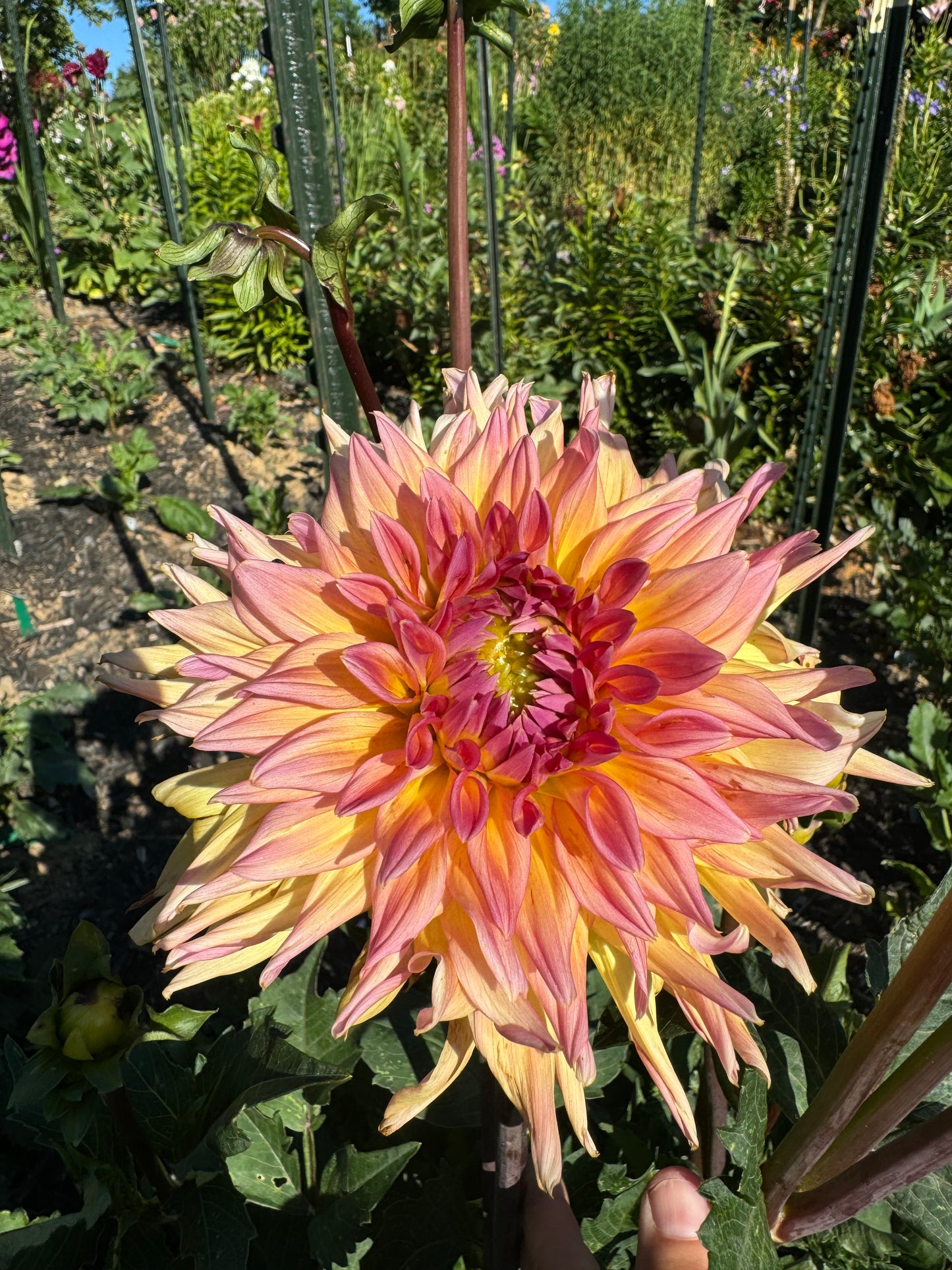 Bloomquist Paxton P Dahlia