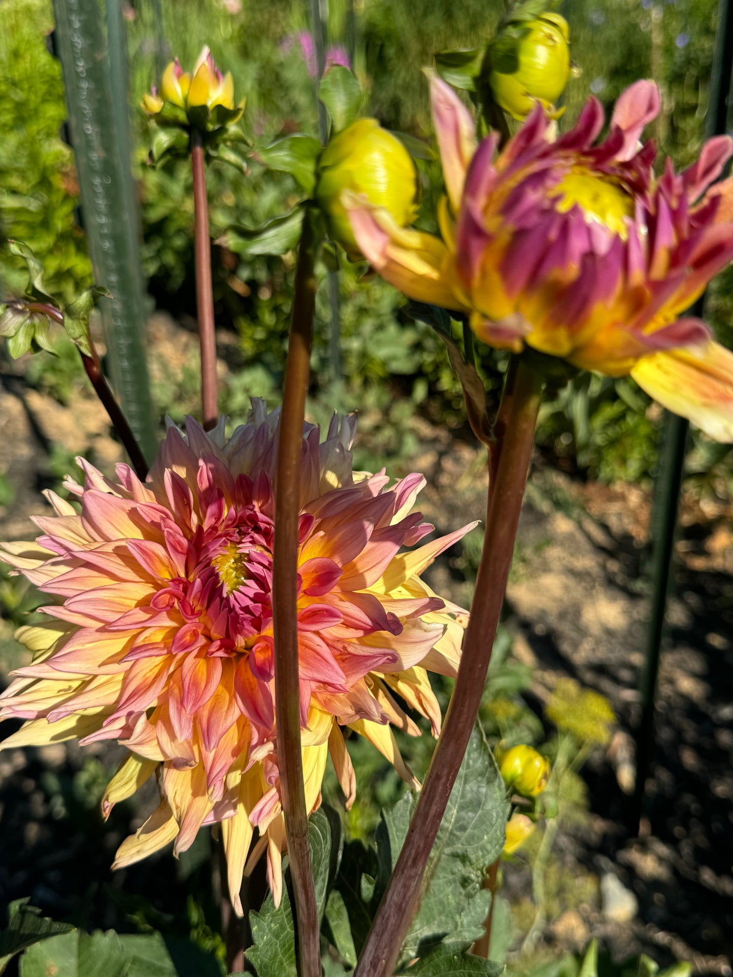 Bloomquist Paxton P Dahlia