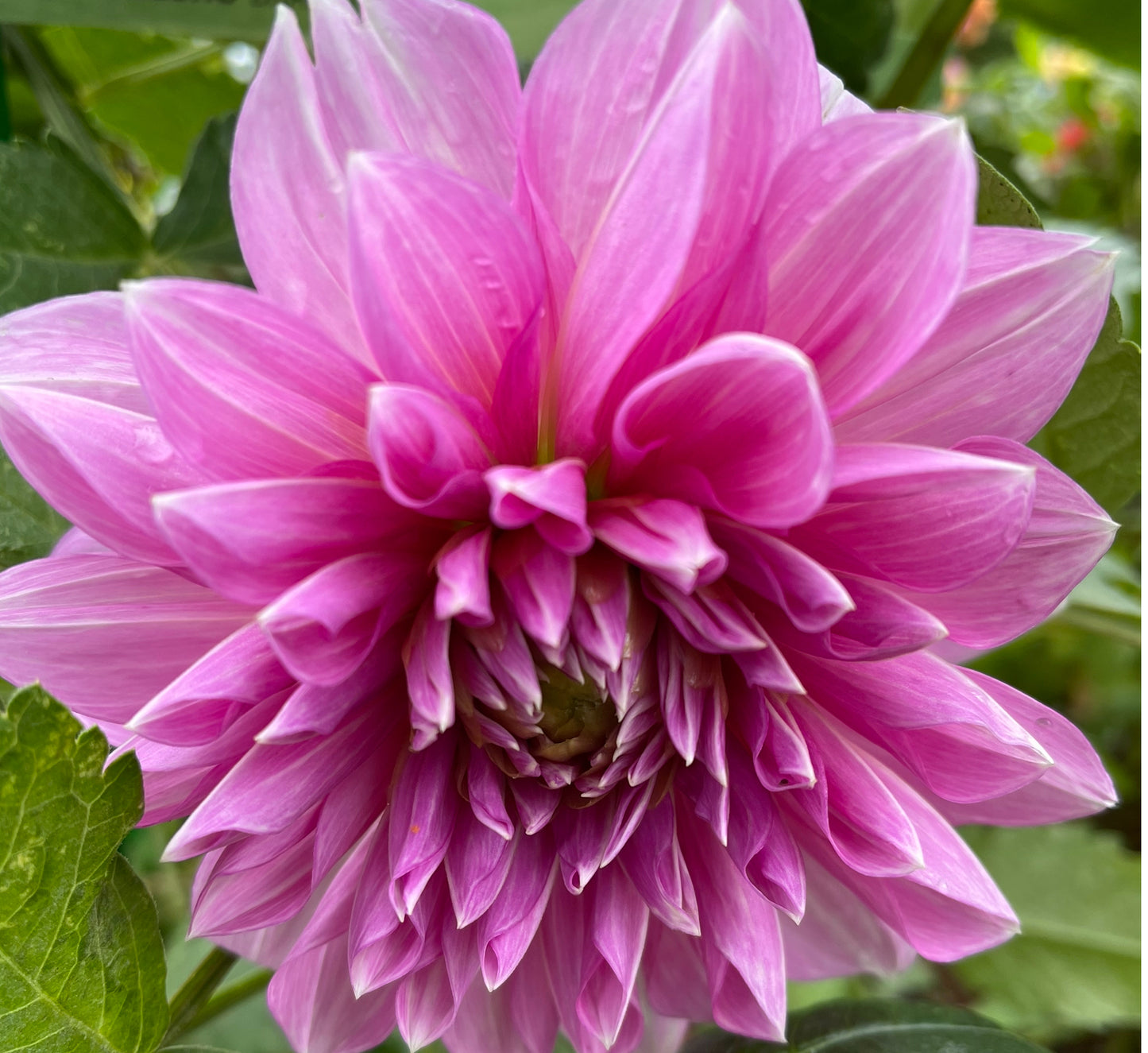 Lavender Perfection Dahlia