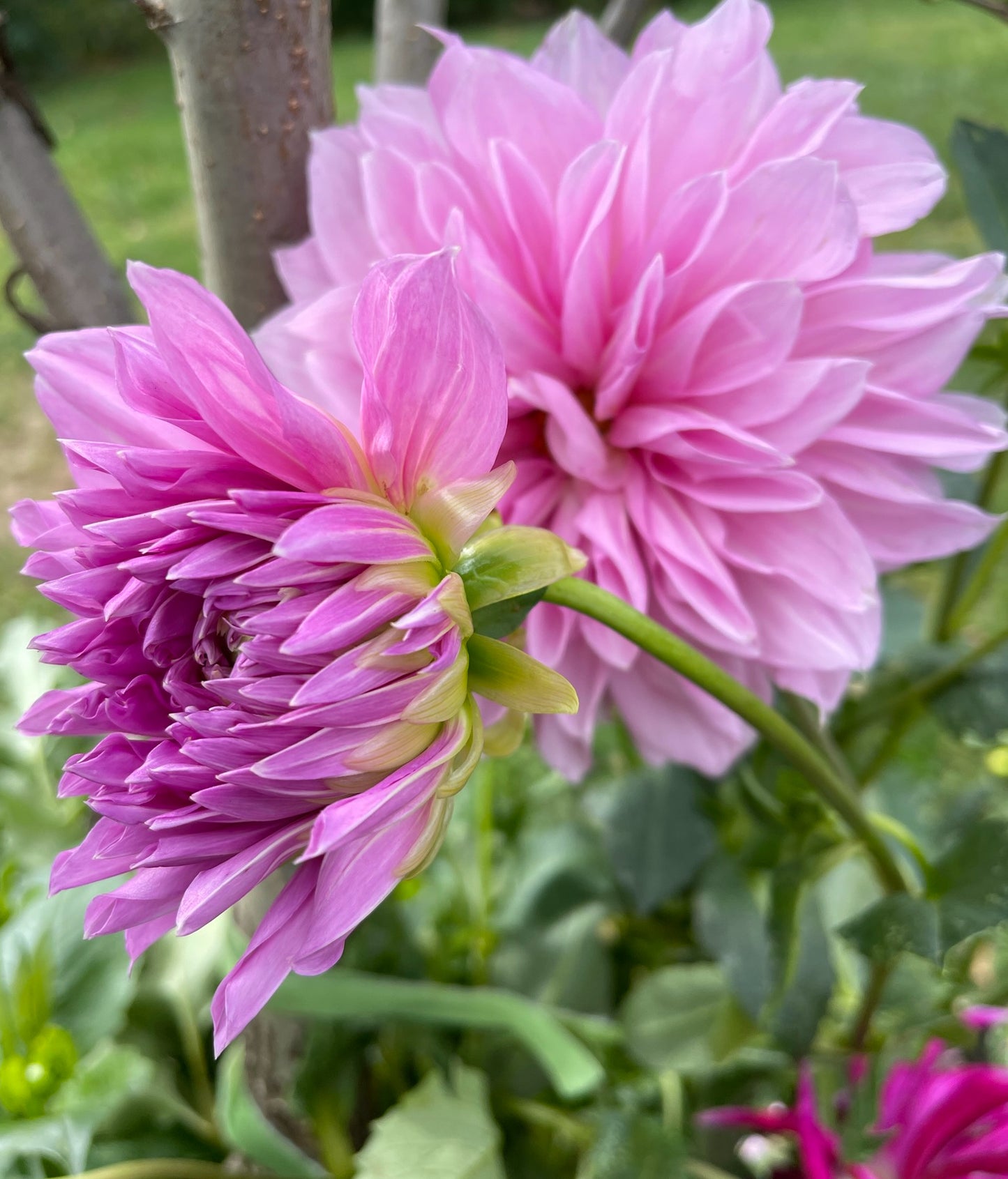 Lavender Perfection Dahlia