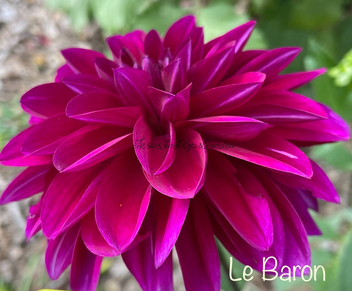 Le Baron Dahlia